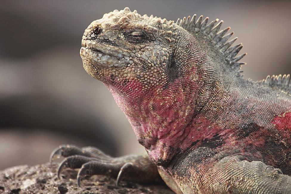 Iguana de la Isla Española